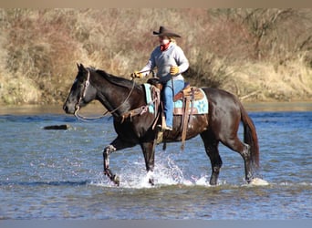 American Quarter Horse, Castrone, 6 Anni, 152 cm, Morello
