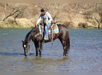American Quarter Horse, Castrone, 6 Anni, 152 cm, Morello