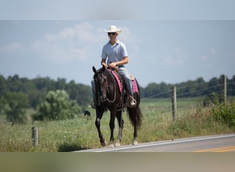 American Quarter Horse, Castrone, 6 Anni, 152 cm, Morello