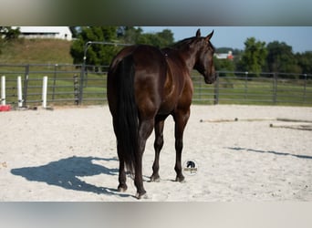 American Quarter Horse, Castrone, 6 Anni, 152 cm, Morello