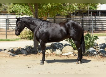 American Quarter Horse, Castrone, 6 Anni, 152 cm, Morello