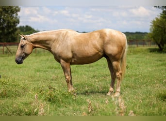 American Quarter Horse, Castrone, 6 Anni, 152 cm, Palomino