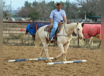 American Quarter Horse, Castrone, 6 Anni, 152 cm, Palomino