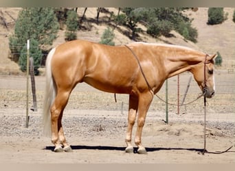 American Quarter Horse, Castrone, 6 Anni, 152 cm, Palomino