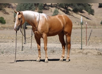 American Quarter Horse, Castrone, 6 Anni, 152 cm, Palomino