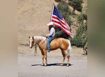 American Quarter Horse, Castrone, 6 Anni, 152 cm, Palomino