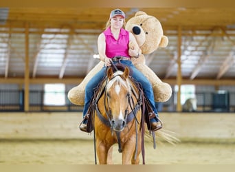 American Quarter Horse, Castrone, 6 Anni, 152 cm, Palomino