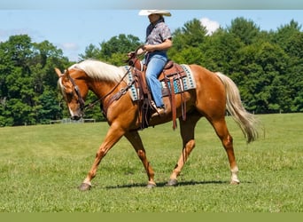 American Quarter Horse, Castrone, 6 Anni, 152 cm, Palomino