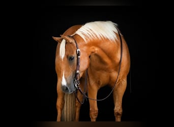 American Quarter Horse, Castrone, 6 Anni, 152 cm, Palomino