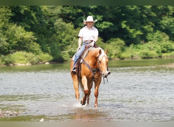 American Quarter Horse, Castrone, 6 Anni, 152 cm, Palomino