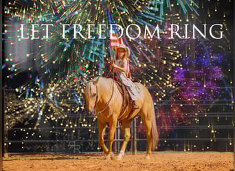 American Quarter Horse, Castrone, 6 Anni, 152 cm, Palomino
