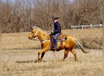 American Quarter Horse, Castrone, 6 Anni, 152 cm, Palomino
