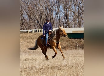 American Quarter Horse, Castrone, 6 Anni, 152 cm, Palomino
