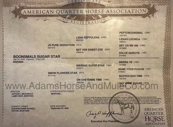 American Quarter Horse, Castrone, 6 Anni, 152 cm, Palomino
