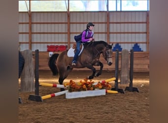 American Quarter Horse, Castrone, 6 Anni, 152 cm, Pelle di daino