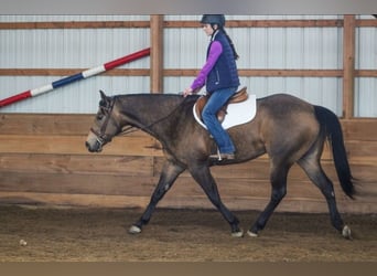 American Quarter Horse, Castrone, 6 Anni, 152 cm, Pelle di daino