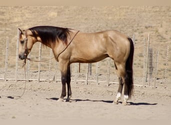 American Quarter Horse, Castrone, 6 Anni, 152 cm, Pelle di daino