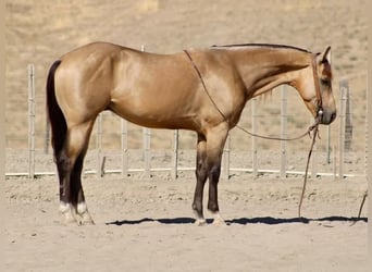 American Quarter Horse, Castrone, 6 Anni, 152 cm, Pelle di daino