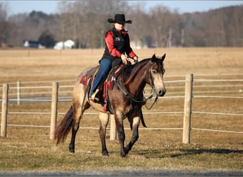American Quarter Horse, Castrone, 6 Anni, 152 cm, Pelle di daino