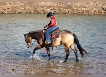 American Quarter Horse, Castrone, 6 Anni, 152 cm, Pelle di daino