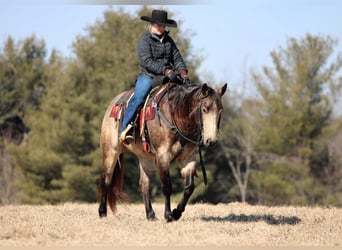 American Quarter Horse, Castrone, 6 Anni, 152 cm, Pelle di daino