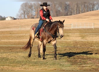 American Quarter Horse, Castrone, 6 Anni, 152 cm, Pelle di daino