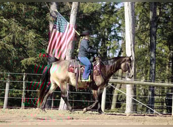 American Quarter Horse, Castrone, 6 Anni, 152 cm, Pelle di daino