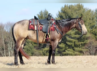 American Quarter Horse, Castrone, 6 Anni, 152 cm, Pelle di daino