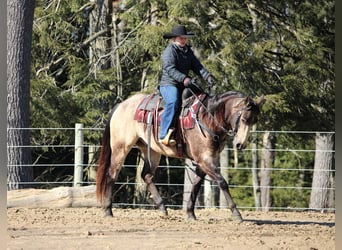 American Quarter Horse, Castrone, 6 Anni, 152 cm, Pelle di daino