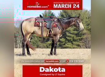 American Quarter Horse, Castrone, 6 Anni, 152 cm, Pelle di daino