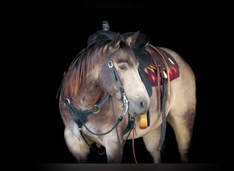 American Quarter Horse, Castrone, 6 Anni, 152 cm, Pelle di daino