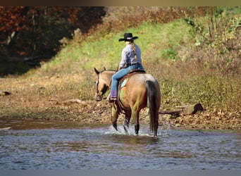 American Quarter Horse, Castrone, 6 Anni, 152 cm, Pelle di daino