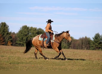 American Quarter Horse, Castrone, 6 Anni, 152 cm, Pelle di daino