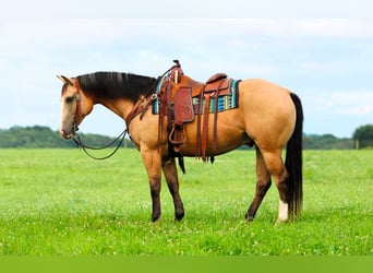 American Quarter Horse, Castrone, 6 Anni, 152 cm, Pelle di daino