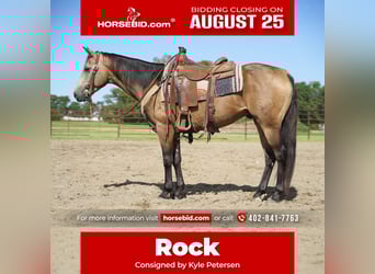 American Quarter Horse, Castrone, 6 Anni, 152 cm, Pelle di daino