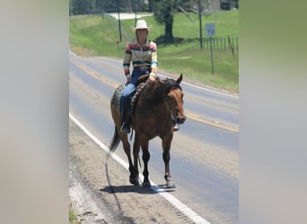 American Quarter Horse Mix, Castrone, 6 Anni, 152 cm, Red dun