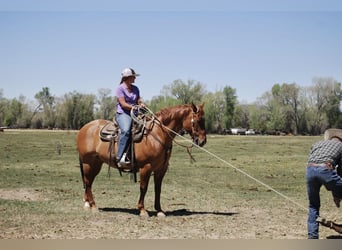 American Quarter Horse, Castrone, 6 Anni, 152 cm, Red dun