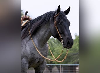 American Quarter Horse, Castrone, 6 Anni, 152 cm, Roano blu
