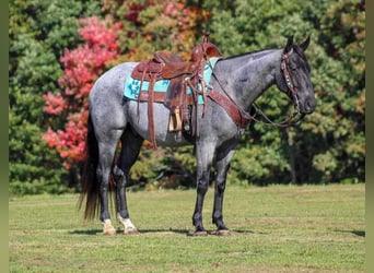 American Quarter Horse, Castrone, 6 Anni, 152 cm, Roano blu