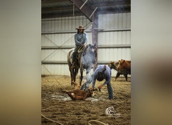 American Quarter Horse, Castrone, 6 Anni, 152 cm, Roano rosso