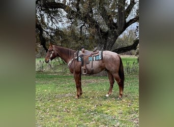 American Quarter Horse, Castrone, 6 Anni, 152 cm, Roano rosso