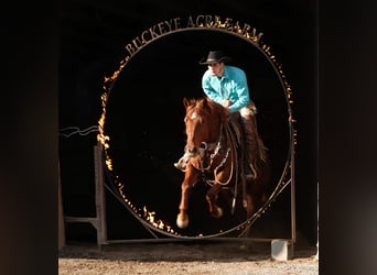 American Quarter Horse, Castrone, 6 Anni, 152 cm, Sauro ciliegia