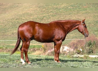 American Quarter Horse, Castrone, 6 Anni, 152 cm, Sauro ciliegia