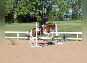 American Quarter Horse, Castrone, 6 Anni, 152 cm, Sauro ciliegia