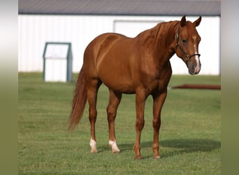 American Quarter Horse, Castrone, 6 Anni, 152 cm, Sauro ciliegia