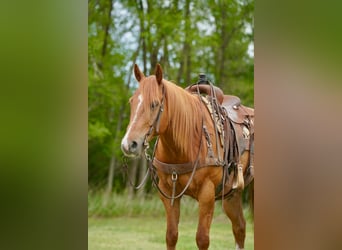 American Quarter Horse, Castrone, 6 Anni, 152 cm, Sauro ciliegia