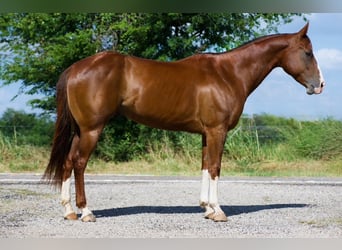 American Quarter Horse, Castrone, 6 Anni, 152 cm, Sauro ciliegia