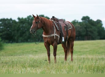 American Quarter Horse, Castrone, 6 Anni, 152 cm, Sauro ciliegia