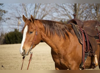 American Quarter Horse, Castrone, 6 Anni, 152 cm, Sauro ciliegia