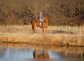 American Quarter Horse, Castrone, 6 Anni, 152 cm, Sauro ciliegia